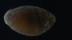 Ellobiidae