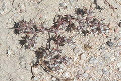 Chorizanthe spinosa