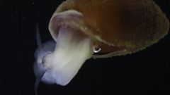 Ellobiidae