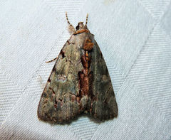 Catocala grynea
