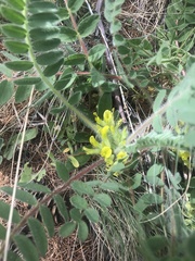 Astragalus exscapus