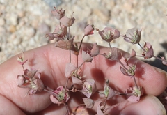 Oxytheca perfoliata