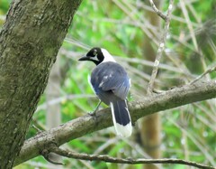 Cyanocorax mystacalis