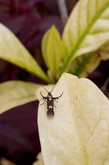 Eretmocera impactella