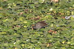 Paragallinula angulata