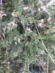 Astragalus sempervirens