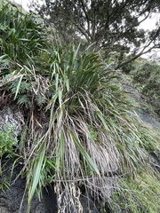 Phormium cookianum hookeri