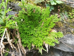 Selaginella pilifera