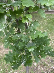 Quercus robur