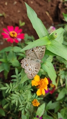 Junonia atlites