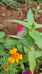 Junonia atlites