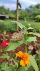 Junonia atlites