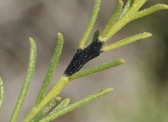 Asteromyia gutierreziae