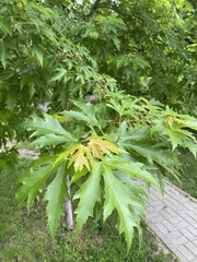 Acer saccharinum