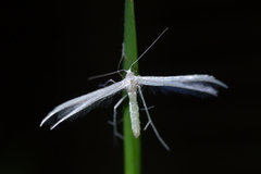 Pterophorus monospilalis