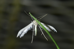 Pterophorus monospilalis