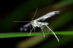 Pterophorus monospilalis