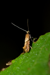 Crypsitricha roseata
