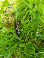 Xiphydria longicollis