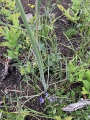 Lomatium triternatum platycarpum