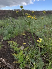 Lomatium triternatum platycarpum