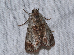 Enchesphora recurvalis