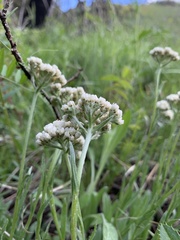 Antennaria anaphaloides