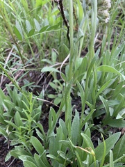 Antennaria anaphaloides