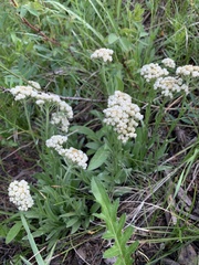 Antennaria anaphaloides