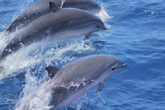 Lagenodelphis hosei