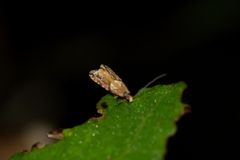 Crypsitricha roseata