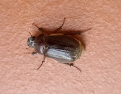 Aplidia transversa transversa