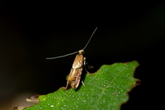 Crypsitricha roseata