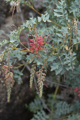 Grevillea bipinnatifida