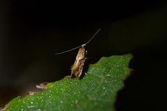 Crypsitricha roseata