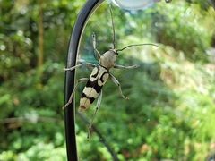 Chlorophorus signaticollis