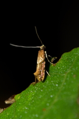 Crypsitricha roseata