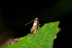 Crypsitricha roseata