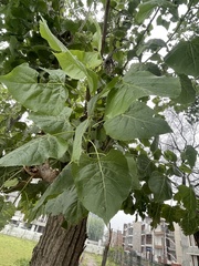 Populus