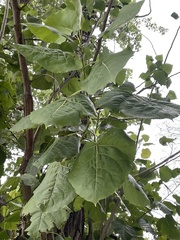 Populus