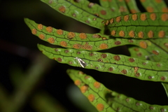 Thylacosceles radians