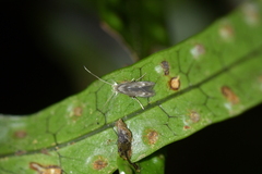 Thylacosceles radians