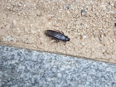 Periplaneta japonica