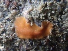 Eurylepta aurantiaca