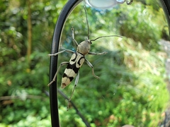 Chlorophorus signaticollis