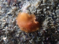 Eurylepta aurantiaca