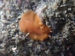 Eurylepta aurantiaca