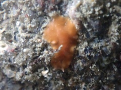 Eurylepta aurantiaca