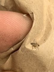 Metopininae