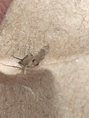 Metopininae